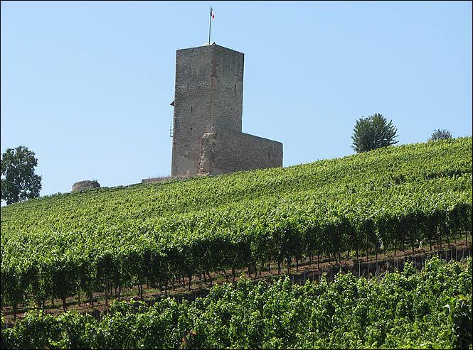 Les vignes autour du château de Katzenthal