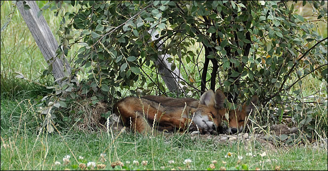 Les renards du parc du Petit Prince